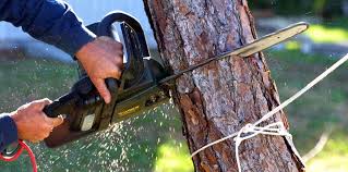 Best Emergency Tree Removal  in Downey, CA
