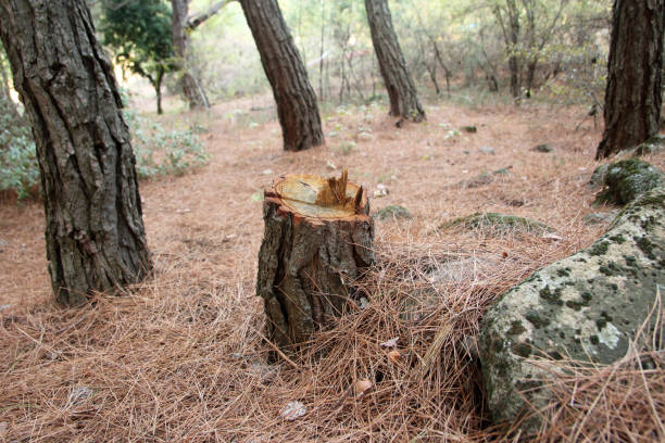 Best Tree Cabling and Bracing  in Downey, CA