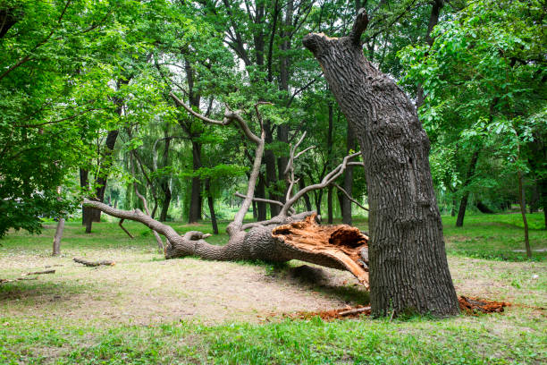 Best Tree Risk Assessment  in Downey, CA