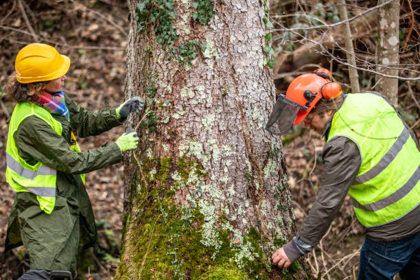 Best Commercial Tree Services  in Downey, CA