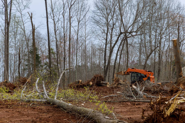 Best Hazardous Tree Removal  in Downey, CA
