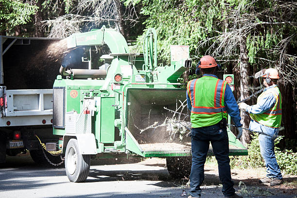Best Root Management and Removal  in Downey, CA