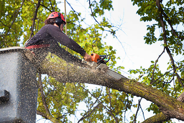 How Our Tree Care Process Works  in  Downey, CA
