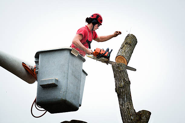 Reliable Downey, CA Tree Care Solutions
