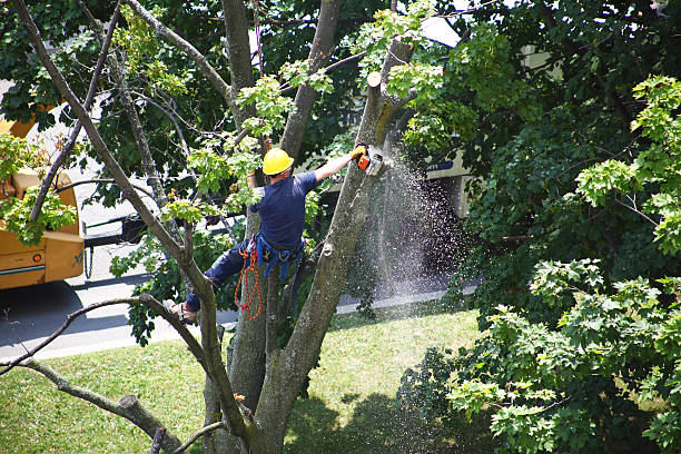 Best Tree and Shrub Care  in Downey, CA