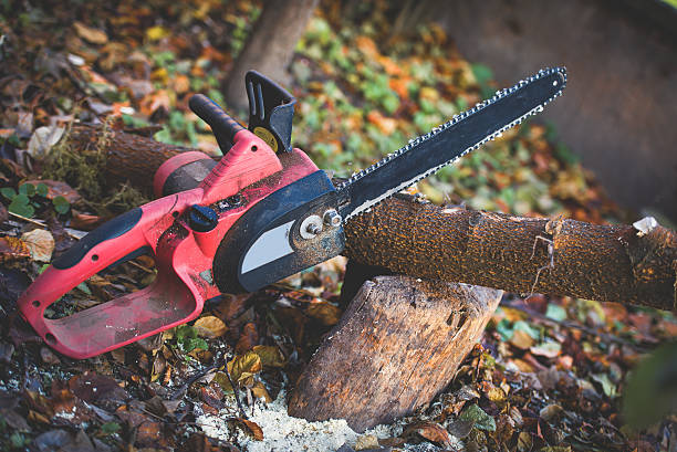 Best Stump Grinding and Removal  in Downey, CA